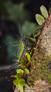 Spiny moth caterpillar crawling on tree #nature #wildlife #caterpillar #moth #spiny #insect HA50013 | HAWI Studios