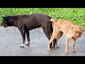 How Female Dogs Really Act During Heat 😳 | Breeding Period Explained #dogbreeding #dogmating #dogs
