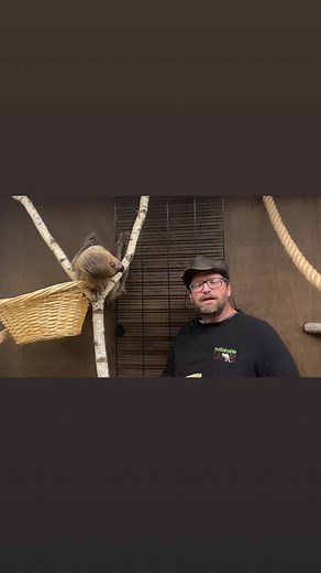 Hurry over! Our two-toed sloth Jennifer Slo-pez would love to see you! We think you’ll agree, she’s pretty darn fast-inating! ❤️🦥❤️Book your Guided Safari tour today:https://sustainablesafari.net/safari-bookings/Check out our interactive brochure…https://sustainablesafari.net/services-brochure/#mn #Datenight #FamilyActivities #cute #exploremn #Animals #cuteanimals #animallover #SustainableSafari #FamilyActivities #minnesota #sustainablesafari #exploremn #Animals #BabyAnimals #maplewoodmall #Dat