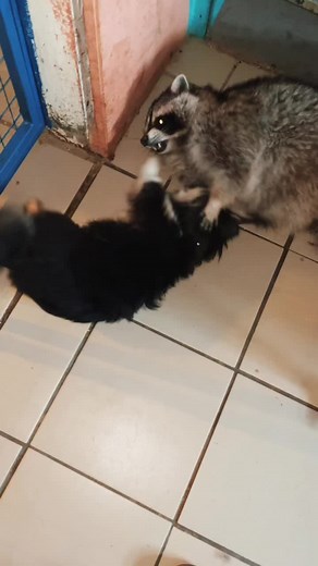 Dog and Raccoon Playtime: Adorable Indoor Interaction