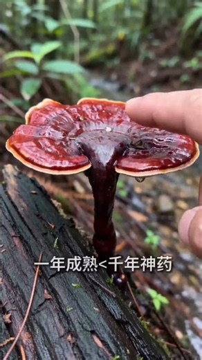 Look what I’ve found: a wild reishi mushroom. Actually, the red reishi, known as the "herb of imm...