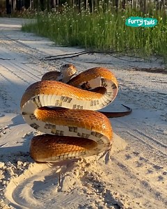 How a corn snake intimidates other predators 🐍😯 | Furry Tails