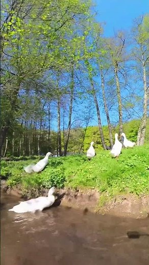 Our Planet | Documentary | Insta360