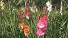 10 Gladiolus Mixed Bulbs Tall Large Summer Flowering Sword Lily Cut Flower Corms  | eBay UK