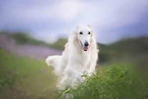 Borzoi: Growth Chart, Milestones, and Training Tips