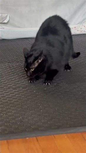 Frank is an absolute UNIT!!