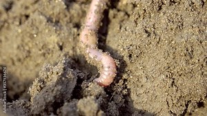 A closer look of the crawling earthworm