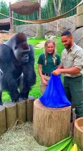 Exploring Fun Zoom Magic Tricks With AI