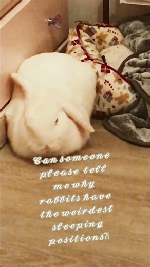 𝓒𝓪𝓷 𝓪𝓷𝔂𝓸𝓷𝓮 𝓮𝓵𝓼𝓮 𝓻𝓮𝓵𝓪𝓽𝓮 𝓽𝓸 𝓽𝓱𝓲𝓼? 😂 #minilop #funny #rabbits