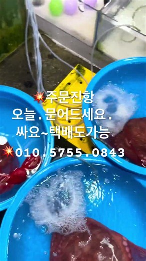 주문진 어민직판장에 왔어요! 💥문어가 싸다요. 택배도 가능해요. 삶아서. ....직접.잡으신데요..010. 5755. 0843 #주문진항 #문어요리 #오성호 #택배가능
