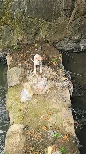 12 reactions · 3 comments | I found this poor dog here #starydogs #cute #starydog #reelsviralvideo❤️❤️❤️❤️ #dogs #rescued #reelinstagram❤️ #reelsviral #loveanimals❤️ #rescue #rescueanimals #RescueStory #doglover #rescuestory #lovestory #cutest #loveanimals #reelsinstagram | Hearts for Wildlife | Facebook
