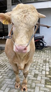 3.2K views · 38 reactions | Sapi carolis yang sangat baik Abs farm #sapi @pengikut @sorotan PETERNAK SAPI SUPER INDONESIA Pesona wisata kita Sapi Oleng LEMBU AGENG SQUAD | Yt Gandi | Facebook