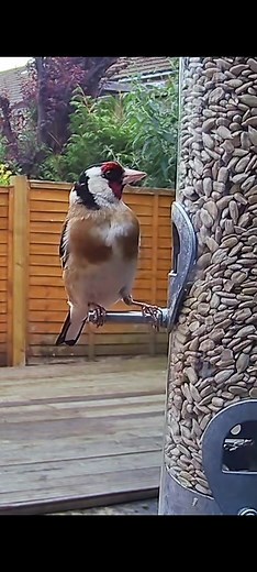 MyGardenCams on TikTok