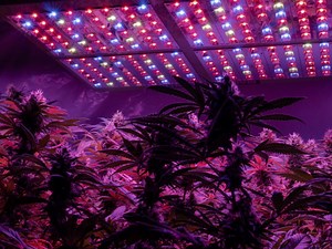 Can You Grow Autoflowers With LEDS?