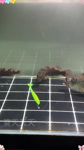 全新力作双摆鱼!一款泳姿完全模拟真实小鱼的T尾，去年8月份开始有想法去做，之后测试了近一年，浮水版和沉水版，最终上市#双摆鱼 #路亚软饵 #路亚T尾#无限回购的宝藏单品