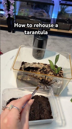 How I re-house my tarantulas when they need a new enclosure #tarantula #rehousing #spider #pets