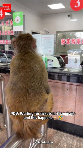 If you’ve ever been to Zhangjiajie National Forest Park, this scene feels… very on brand 😂🐒 This is one of China’s most famous national parks — the real-life inspiration behind Avatar’s floating mountains, known for its sandstone pillars, glass bridges, and dramatic scenery 🌄✨ But Zhangjiajie is also home to wild macaques who are very comfortable around humans. So when a monkey mom casually shows up at the ticket office with her baby, people immediately started joking: 👉 What ticket is she b