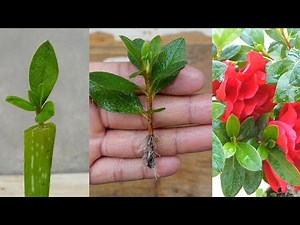 How to grow azalea plant from cuttings | Azalea Propagation