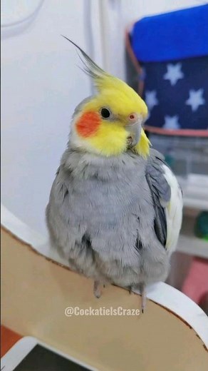 Capturing Adorable and Lovely Moments of Cockatiels 💖 | Cute Cockatiel Videos