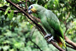 Parrot Adaptations In The Rainforest