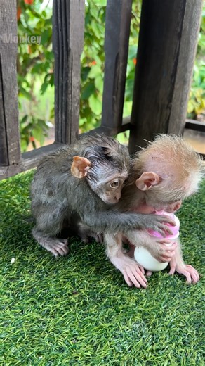 Mom prepare milk for baby | Newborn Monkey Tzy1