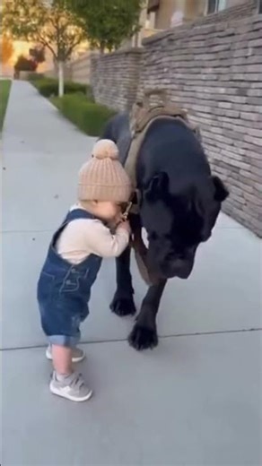 Scariest Military Dog Turns Into a Gentle Giant for This Toddler ❤️