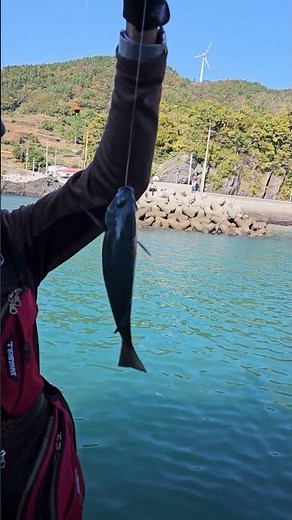 여수#방파제#벵에돔 #fishing #낚시 #낚시동영상