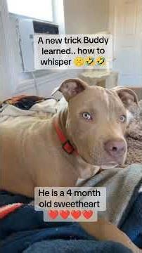 I Heard My Dog Whisper… Then THIS Happened 😳🐶