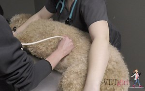 How to perform a FAST ultrasound in a dog | VETgirl Veterinary Continuing Education Blog