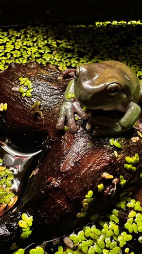 Baby dumpy frogs baby white tree frogs baby Australian tree frogs best baby fox ￼