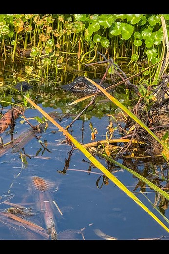 🌟Explore Okeechobee County's hidden gems! 📍 Lake Okeechobee Scenic Trail 📍 Thrilling Okeechobee Airboat Rides 📍 Nutmeg's Cafe - Okeechobee vibes 🍽️ 📍 Stroll down Okeechobee Park Street 📍 Discover Cattleman's Square Which spot would you love to explore first? Photos by Adventures in Atlanta https://www.instagram.com/stories/adventuresinatlanta | Visit Okeechobee County