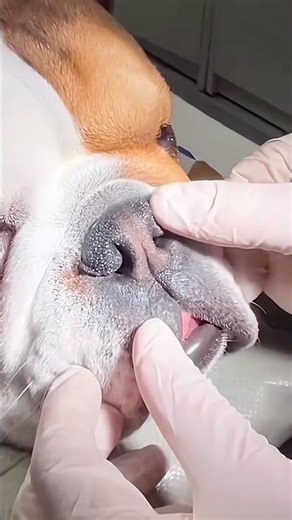 Nose Jobs For Dogs #goodtoknow #vet #medicine #funfacts #lifehacks #educational #survival #surgeon
