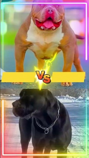 Pitbull vs. Cane Corso: Who’s the Ultimate Dog? #canecorso #pitbulldog