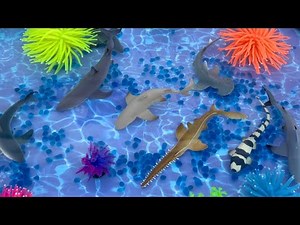 SHARKS Collection Ocean World Playset ‪@Toymany-official‬ Toy Animals for kids