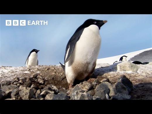 BBC Earth: The Longest Penguin Migration On Earth