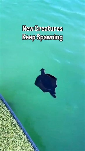 Toothless? Not quite | MitchCK