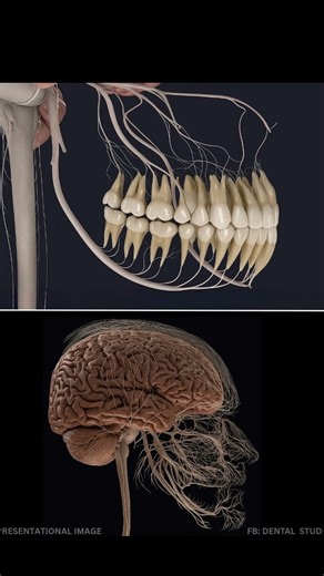 Poor dental hygiene does not only harm the gums and teeth it can also affect the brain. #health