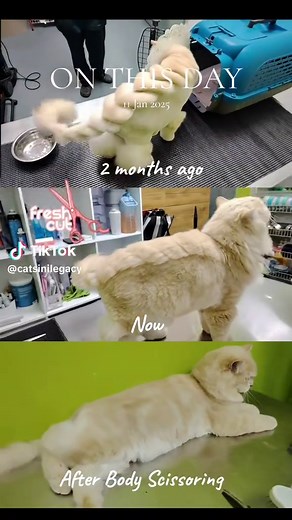 Gentle Cat Grooming: Transformation from Long Coat to Teddy Cut