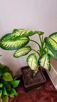 اكثر مكان احبه في بيتي❤️🤍