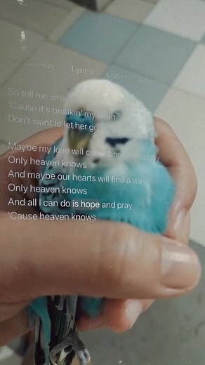 Only Heaven Knows #birdlife #birdlovers #birdwatching | Baboo Birds and chicken | Facebook