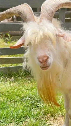 Japanese Goat 🐐 | So Cute & Adorable! 😍 #Shorts