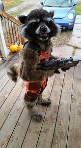 Realistic Rocket Raccoon Costume Wins Halloween