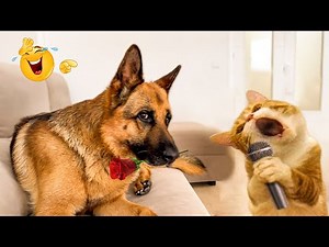 The Funniest Pets on the Internet! 😹🐶 Best Cats & Dogs Compilation for Endless Laughter
