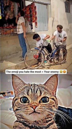 Flash Thieves 💀 #cat #meme #funny