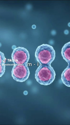 Mitosis: Cómo se Dividen las Células