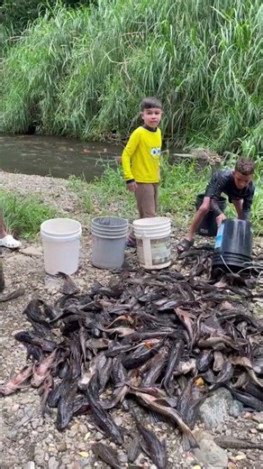 Removing large quantities of Plecostomus, an invasive species #plecostomus #fishing #puertorico #...