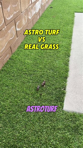 Essential Tips for Maintaining Astroturf with Dogs