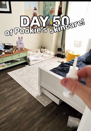 DAY 50 of Pookie’s skincare and she has a new nose sore (she ran into the sofa) #dogskincare #doghealth #pookie #englishbullterrier
