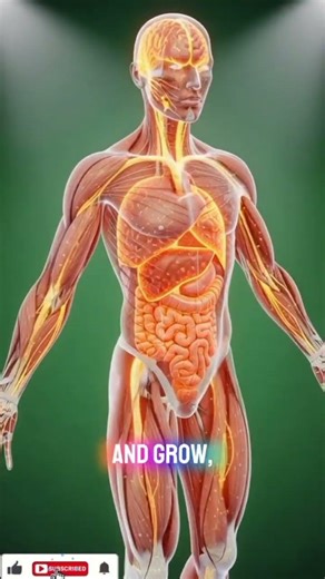 What Happens to Your Body When You Eat Protein 💪 (3D Animation) #vegprotein #sustainableprotein