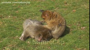 Animal clips - HD 1080p - free to reuse (Creative Commons Licence) - CCfootage